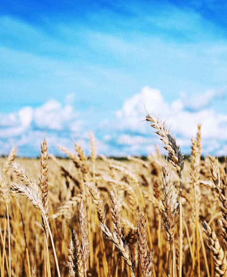 Grain field