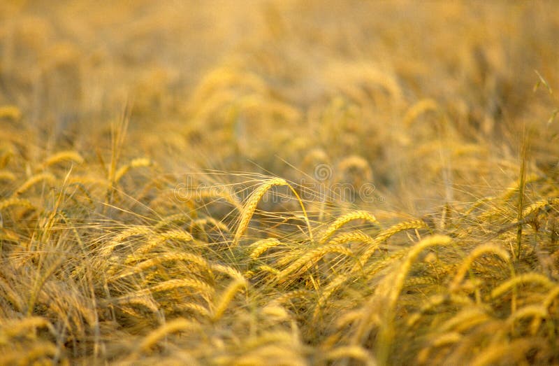 Grain field