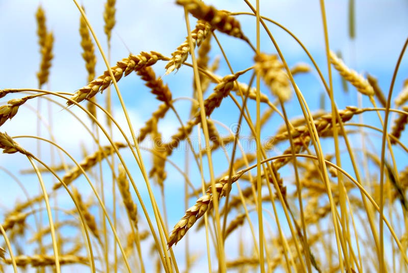 Grain field