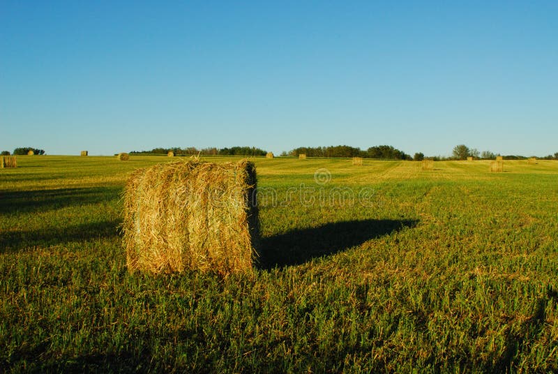 Grain field