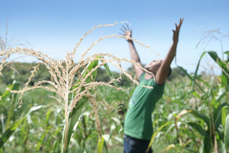 Grain at field royalty free stock image Grain at field royalty free stock image