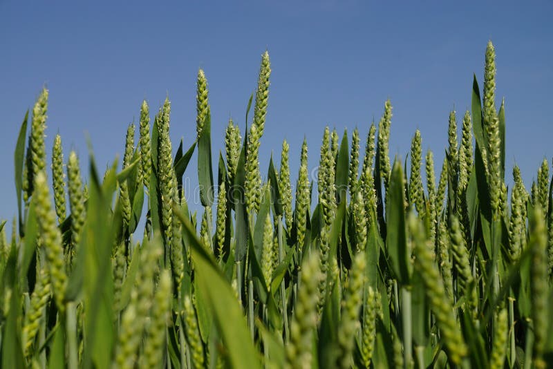 Corn field under blue sky in summer. Corn field under blue sky in summer