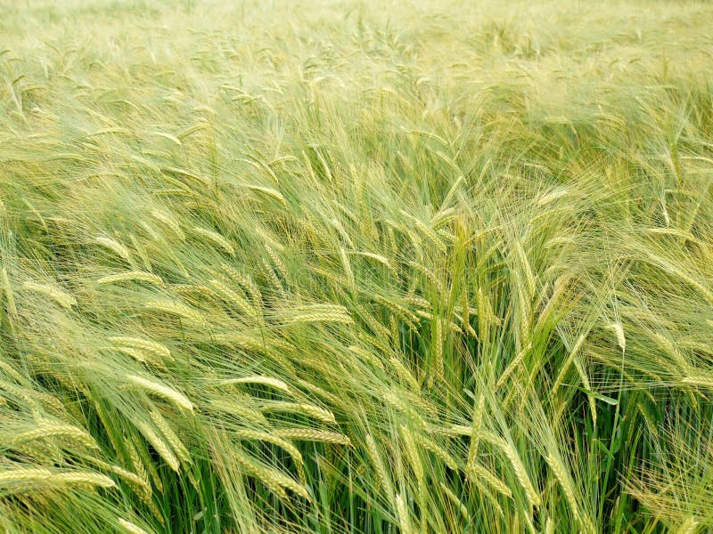 Grain field detail view royalty free stock images Grain field detail view royalty free stock images
