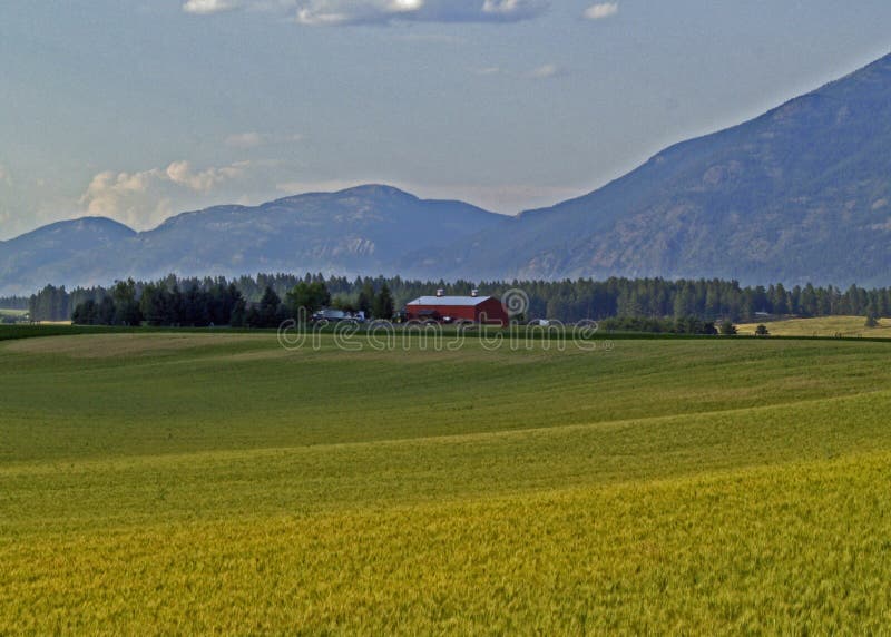 Grain Field, Farm, Barn and Mountains