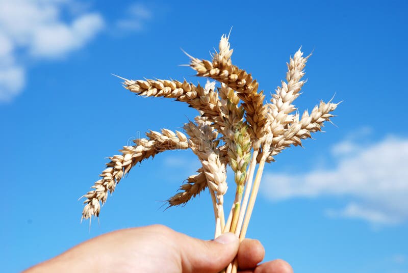 Grain field and hand