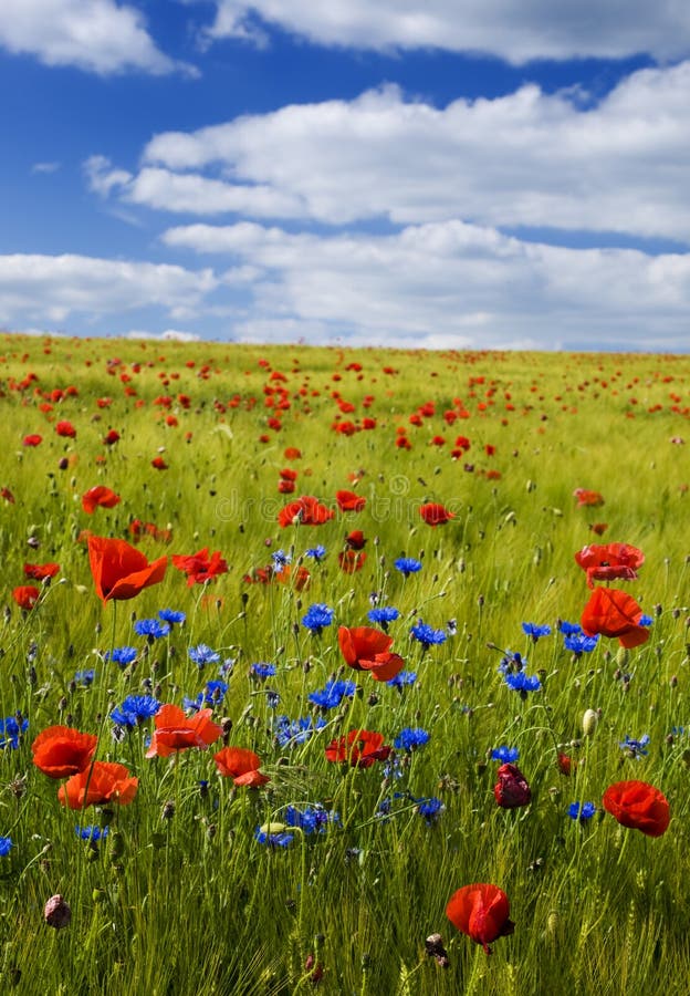 Grain field with red poppies