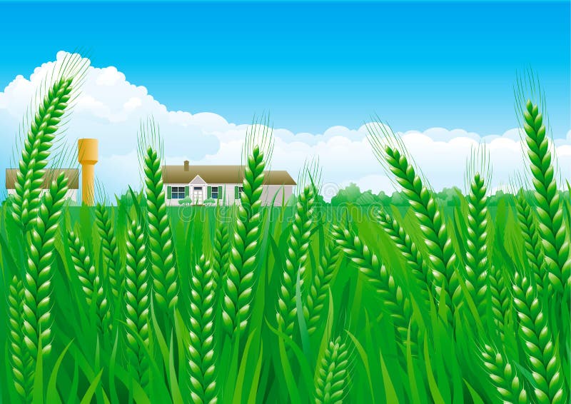 Download Grain fields stock vector. Illustration of landscape - 39511082