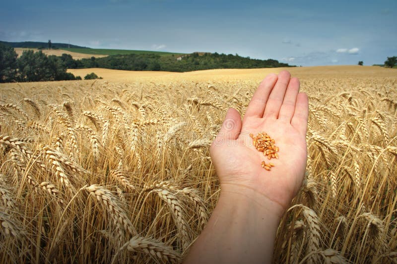 Grain and hand