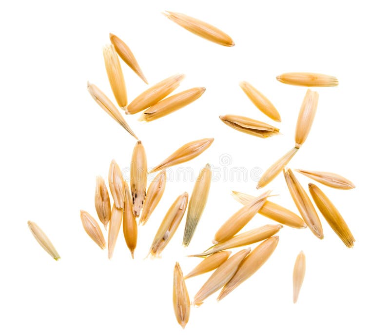 Grain of Oats Isolated on White Background Stock Photo - Image of ...