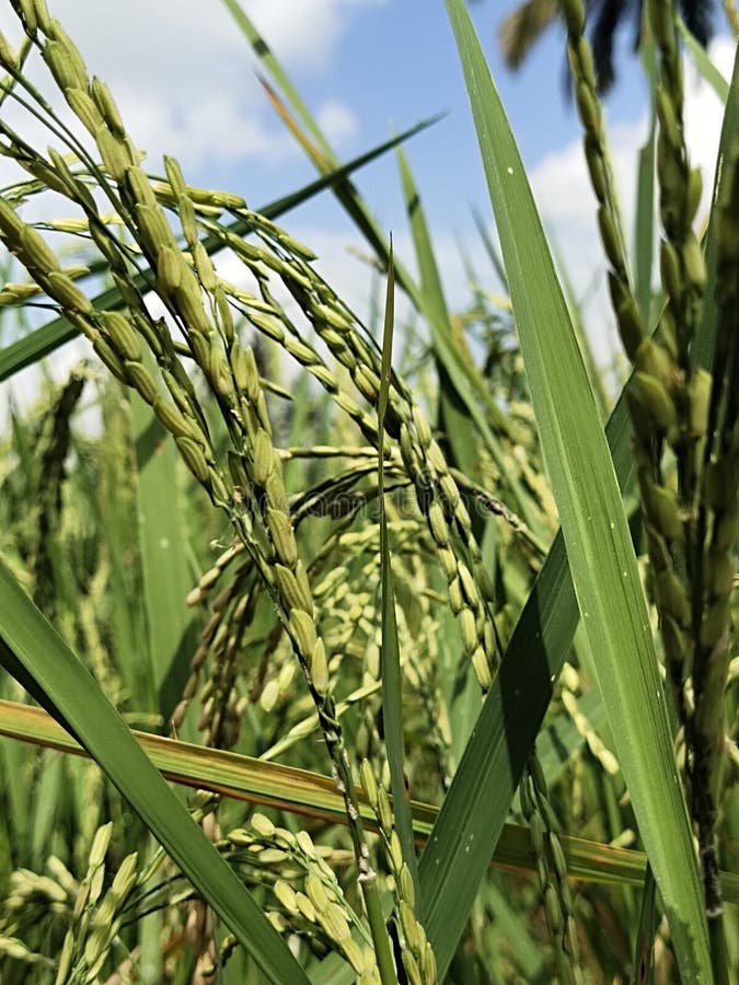 Grain of Rice that Began To Turn Yellow in the Fields Stock Photo
