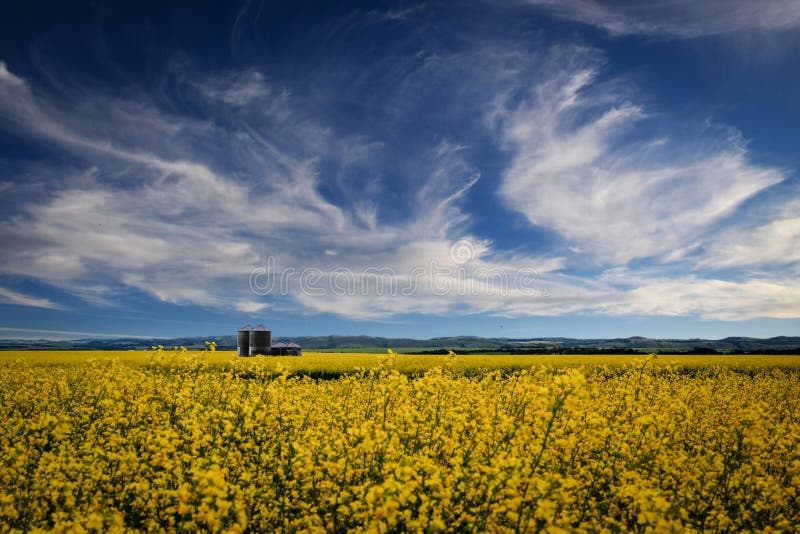 Grain silos in a yellow canola field