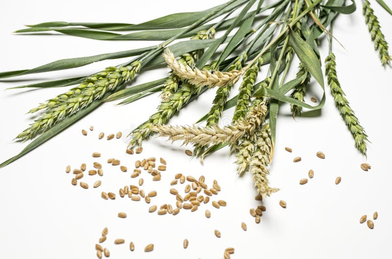 corn spike definition corn spike definition