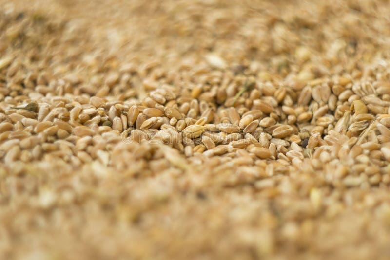 Grain of wheat royalty free stock photo Grain of wheat royalty free stock photo