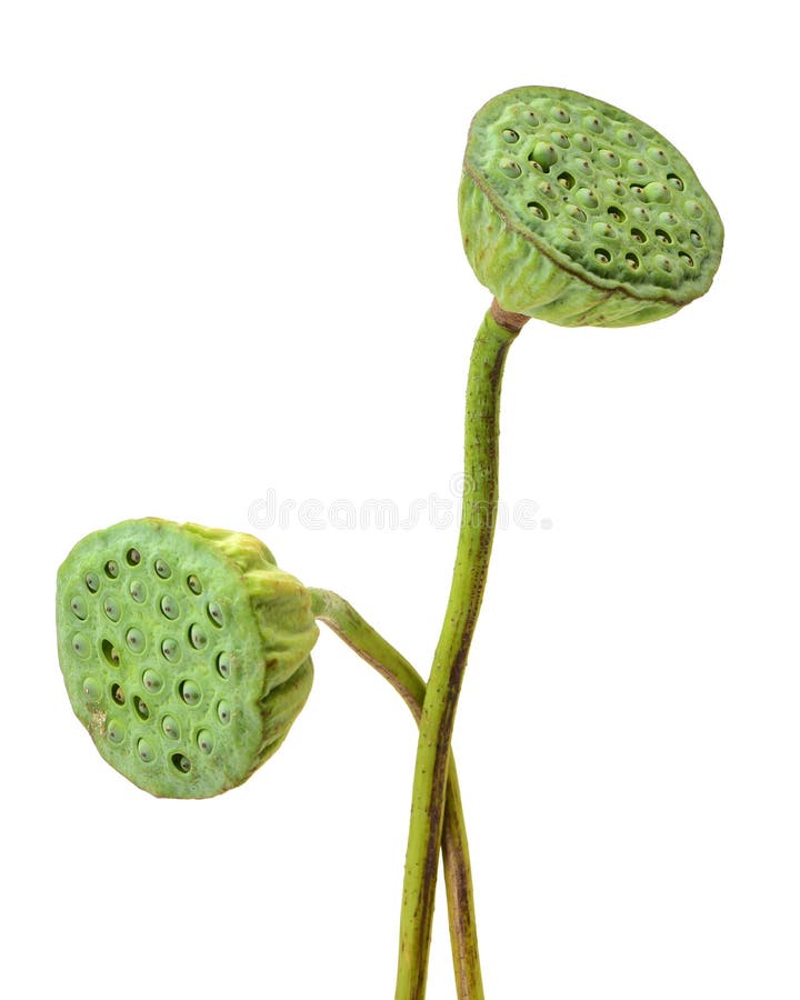 graine de cosses de lotus image stock graine de cosses de lotus image stock