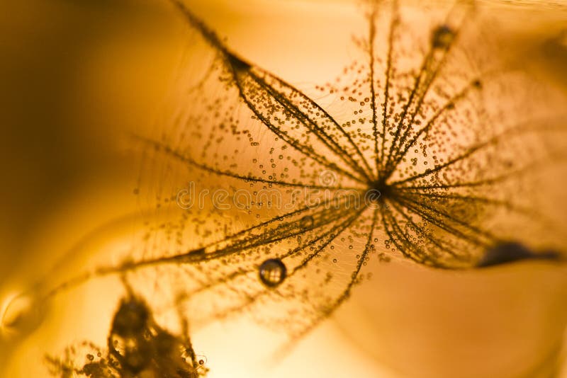 Graine de pissenlit images stock Graine de pissenlit images stock