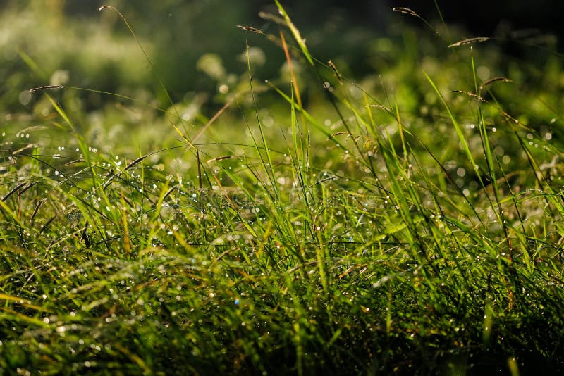 Graine matinale humide, à la fin de l'été photo libre de droits Graine matinale humide, à la fin de l'été photo libre de droits