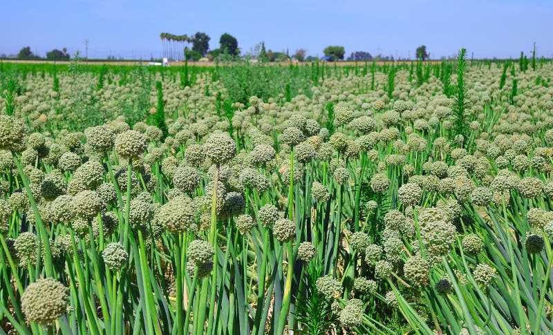 Green onion seeds stock image.  Image of green, onion - 41801989