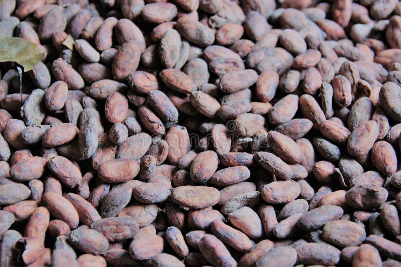 Graines de cacao photo stock Graines de cacao photo stock
