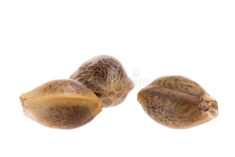 Graines de chanvre image stock Graines de chanvre image stock