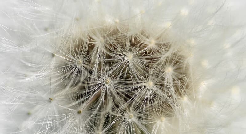 Graines de fleur de dandelion blanc fermer la texture vidéo. texture de fleur de dandelion. maquette ou modèle. fond de fleurs banque de vidéos