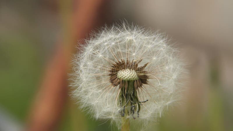 Graines de pissenlit. closeup.