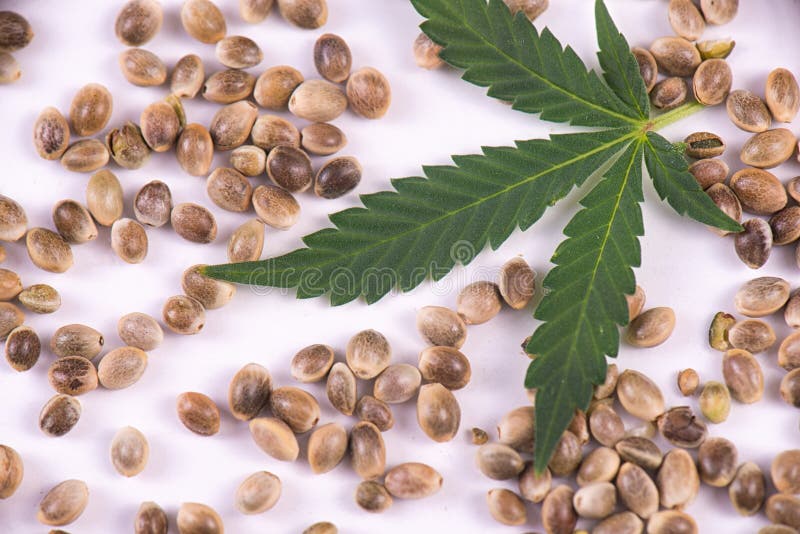 Graines et feuille de marijuana au-dessus du fond blanc - growin de cannabis photo libre de droits Graines et feuille de marijuana au-dessus du fond blanc - growin de cannabis photo libre de droits