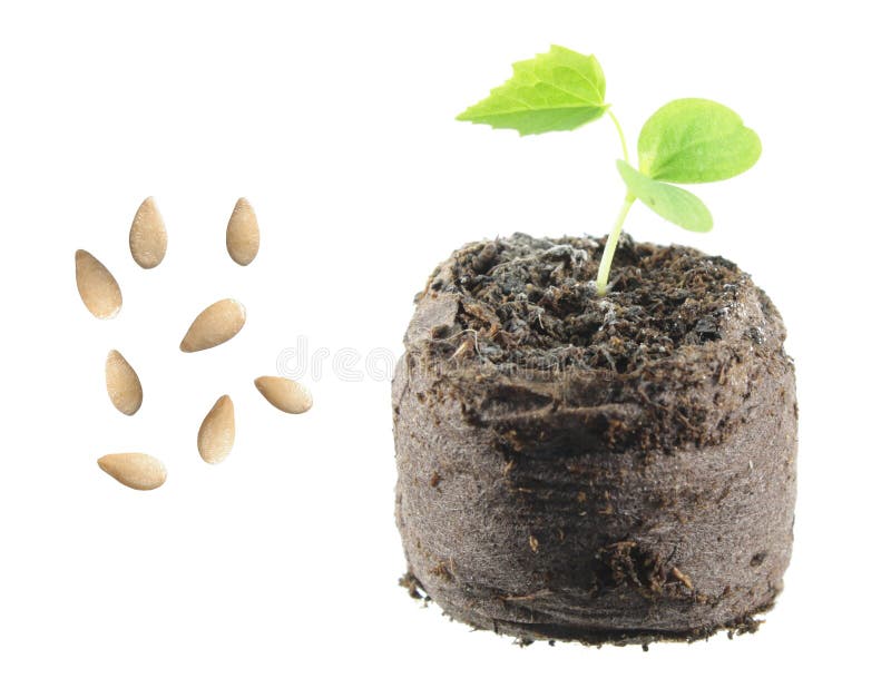 Graines Et Jeune Plante De Scabra De Cucamelon Ou De Melothria D'isolement  Sur Le Fond Blanc Photo stock - Image du croissance, agriculture: 90135206