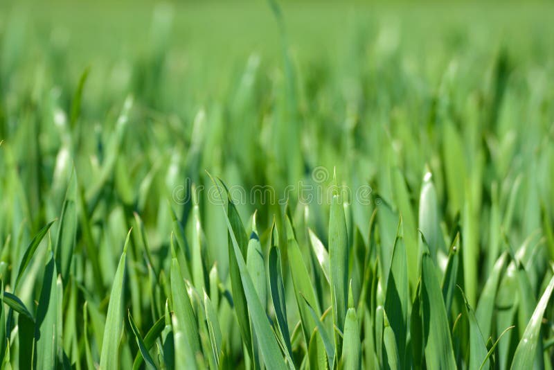 Grainfield с толстой травой без уха в предыдущей весне стоковые фотографии rf Grainfield с толстой травой без уха в предыдущей весне стоковые фотографии rf