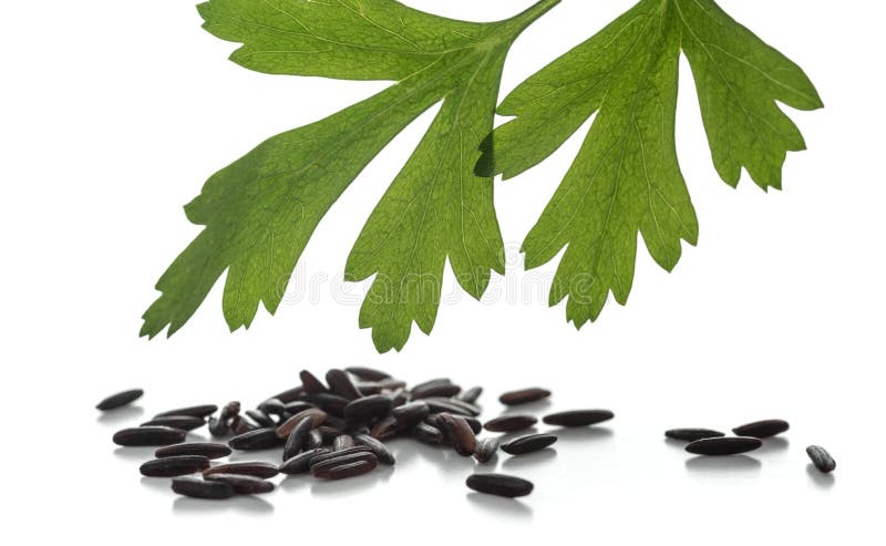 Grains of black rice with a sprig of parsley isolated on white background. royalty free stock photo Grains of black rice with a sprig of parsley isolated on white background. royalty free stock photo