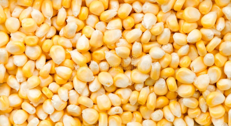 Grains of corn stock photo. Image of backdrop, food, kernel - 10839454