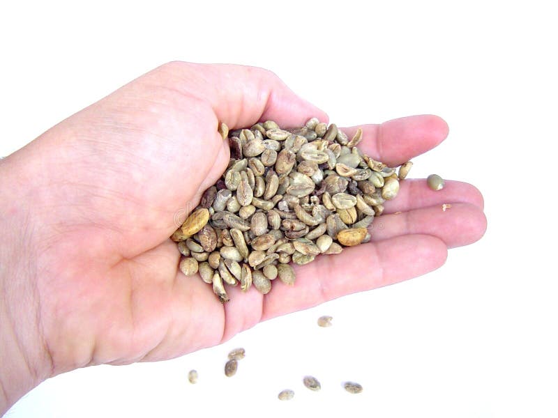 A hand with untoasted coffee beans. A hand with untoasted coffee beans