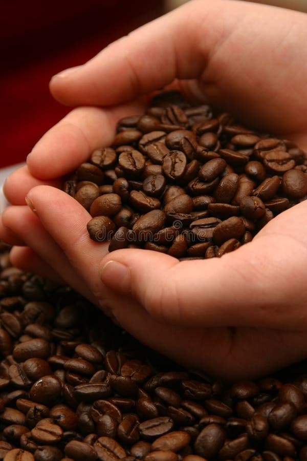 Grains de café Aromoa