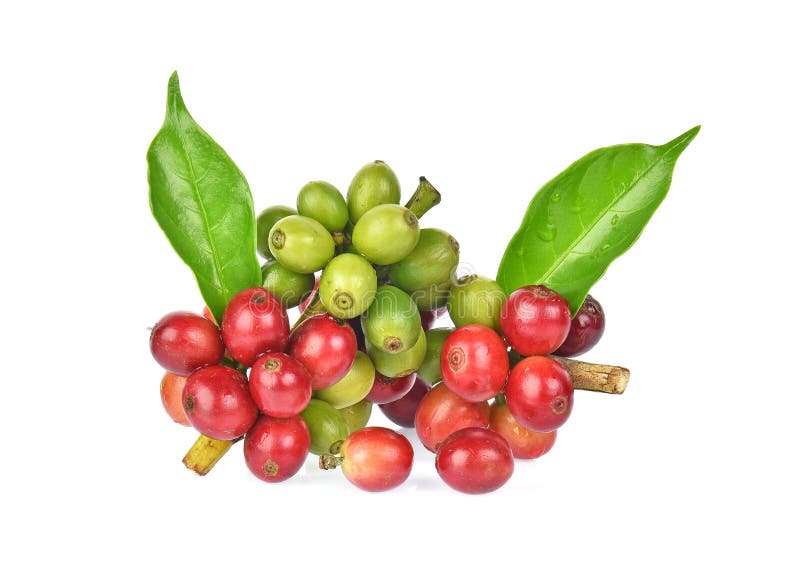 Grains de café frais avec le licencié vert d'isolement sur le fond blanc photo libre de droits Grains de café frais avec le licencié vert d'isolement sur le fond blanc photo libre de droits