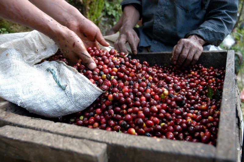 Grains de café Guatemala photographie stock Grains de café Guatemala photographie stock