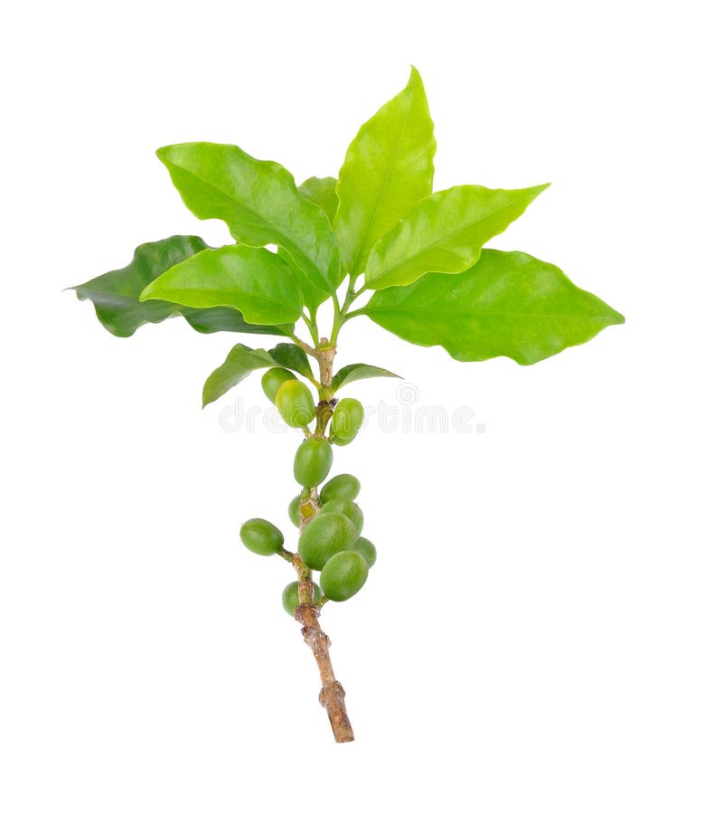 Grains de café verts sur une branche de caféier photo stock Grains de café verts sur une branche de caféier photo stock