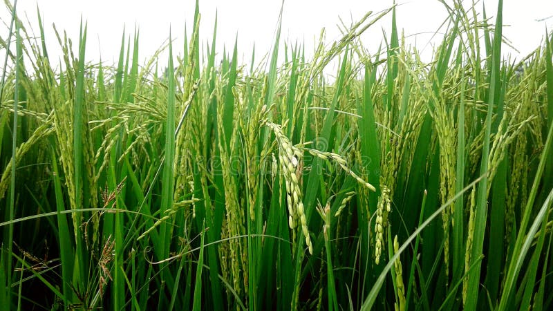 Grains de riz vert photo libre de droits