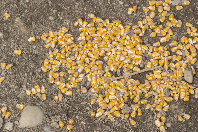 Grains jaunes sur terre dans la ferme de poulet image libre de droits Grains jaunes sur terre dans la ferme de poulet image libre de droits