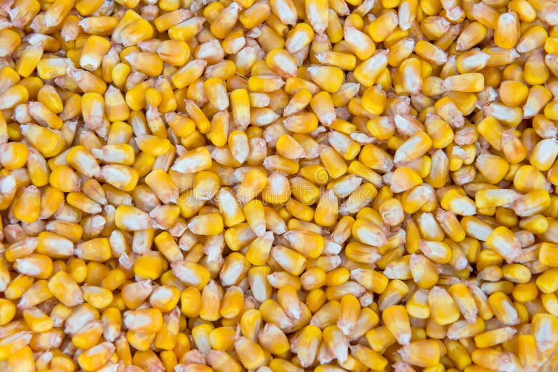 Grains of Maize in Closeups Stock Photo Image of close, gold 33728870