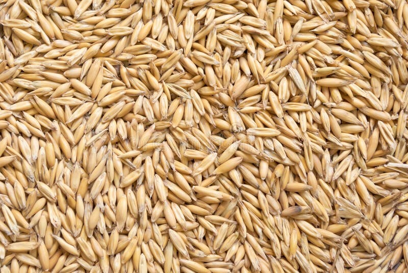 Grains of oat
