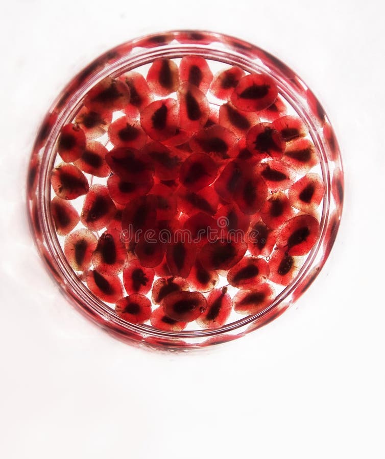 Grains of a pomegranate in a glass