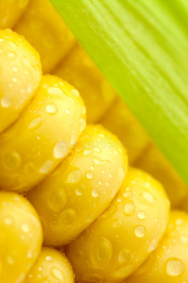 Grains of Ripe Corn with Green Leaf