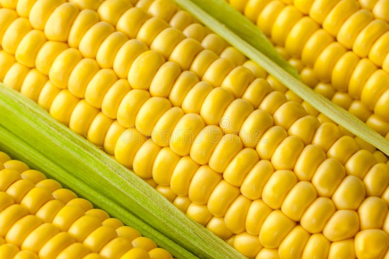 Grains of ripe Corn / Macro
