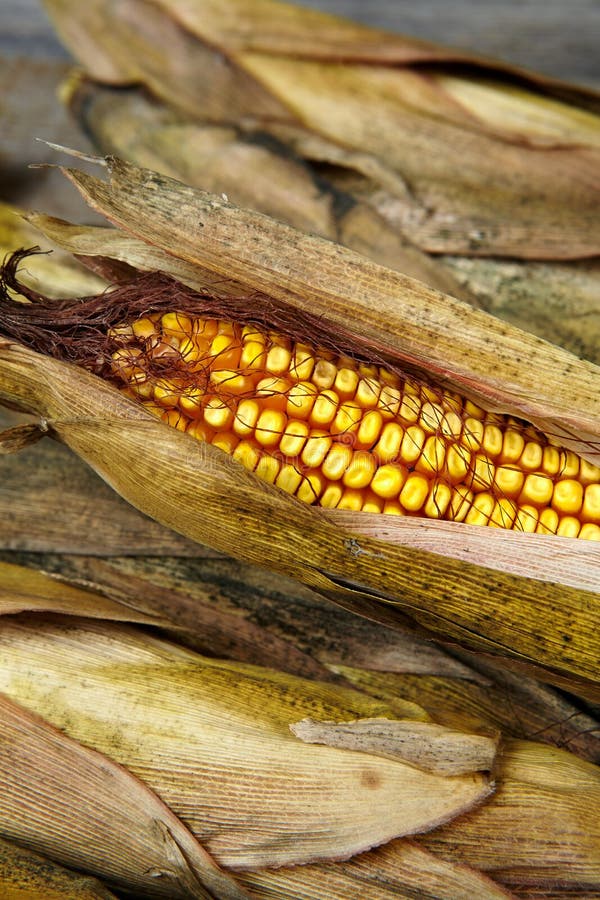 Grains of ripe dry corn stock image. Image of yellow 35349155