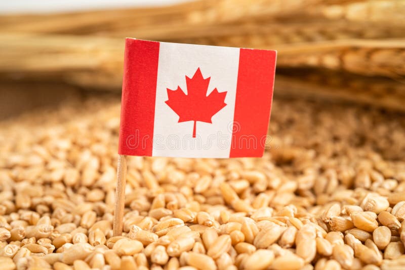 Grains Wheat with Canada Flag, Trade Export and Economy Concept Stock
