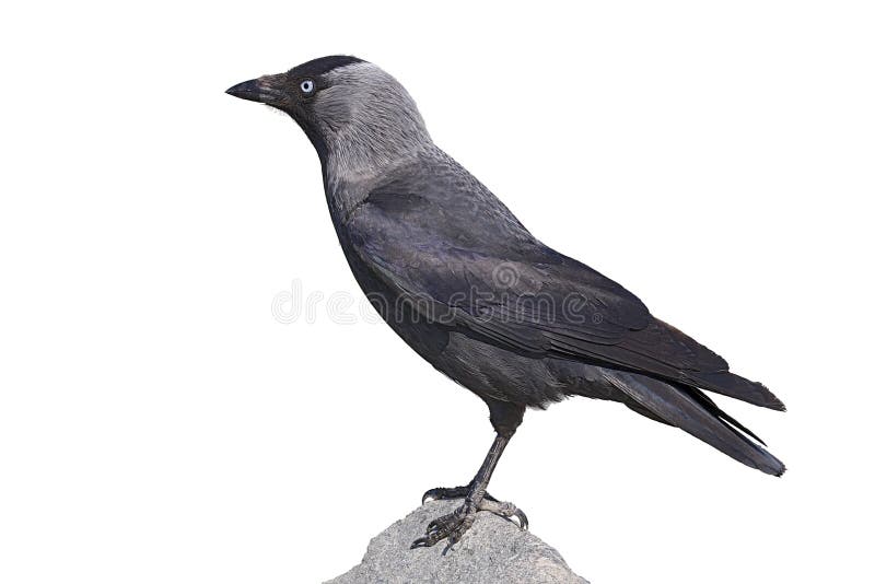 Grajo occidental (monedula del Corvus) fotografía de archivo
