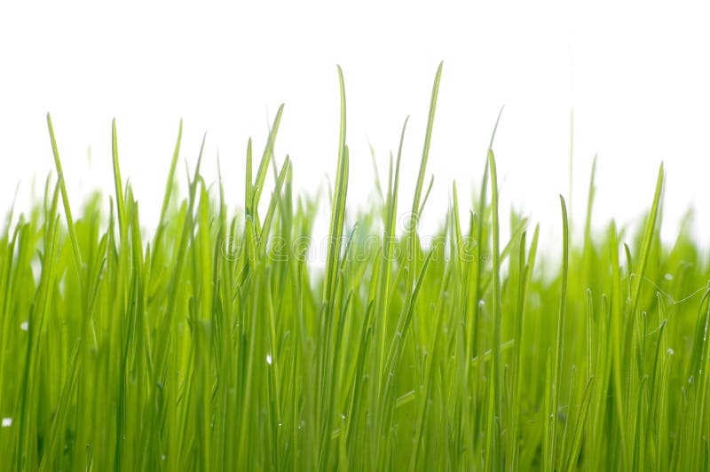 Grama imagem de stock