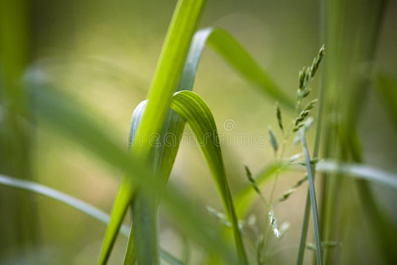 Grama imagens de stock Grama imagens de stock
