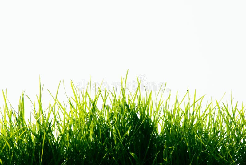 Grama imagem de stock