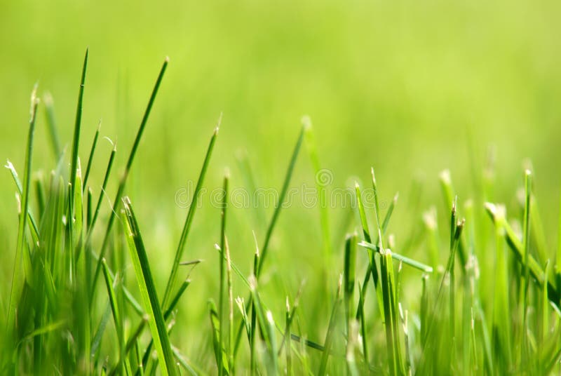 Grama imagens de stock