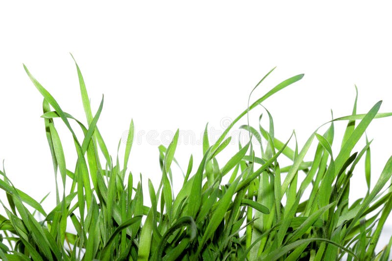 Grama fotografia de stock